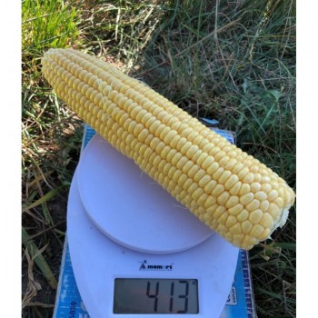 1805 F1 семена кукурузы суперсладкой Sh2 (Lark Seeds)