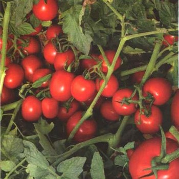 2053 F1 семена помидора детерминантного (Lark Seeds)