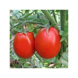 Н 6416 F1 (N 6416 F1) семена томата дет. раннего 100–105 дн. слив. 65-70 гр. красный (Nunhems)