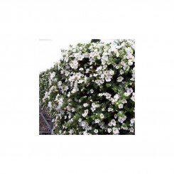 Адам White (белые) семена бакопы (Kitano Seeds)