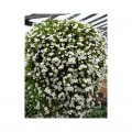 Адам White (белые) семена бакопы (Kitano Seeds)