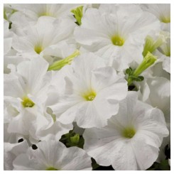 Адреналин White (белая) семена петунии крупноцветковой (Kitano Seeds)