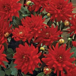 Адью Red (красной) семян георгины (Kitano Seeds)