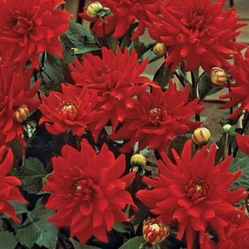 Адью Red (красной) семян георгины (Kitano Seeds)