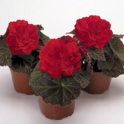 Агнесса красная (Agnessa Red) семена бегонии махровой (Kitano Seeds)