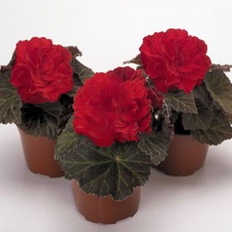 Агнесса красная (Agnessa Red) семена бегонии махровой (Kitano Seeds)