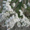 Айсберг белый (white) семена статики (Hem Zaden)