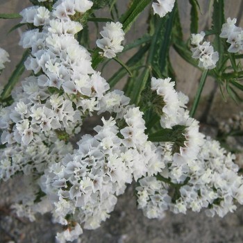Айсберг белый (white) семена статики (Hem Zaden)