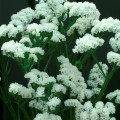 Айсберг белый (white) семена статики (Hem Zaden)
