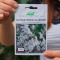 Айсберг белый (white) семена статики (Hem Zaden)
