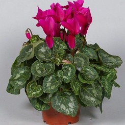 Академия Violet Picotee семена цикламена (Kitano Seeds)