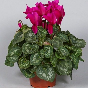 Академия Violet Picotee семена цикламена (Kitano Seeds)