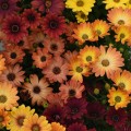 Акила F1 Сансет смесь семян остеоспермума (Pan American)