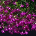 Аквамарин Rose семена лобелии ампельной (Kitano Seeds)