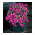 Аквамарин Rose семена лобелии ампельной (Kitano Seeds)