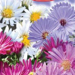Альпийские семена астры (GL Seeds)