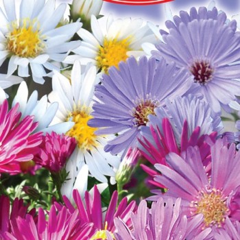 Альпийские семена астры (GL Seeds)