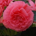 Амери Гибрид Рафлд F1 розовый (Ruffled Pink) семена бегонии клубневой (туберозы) (Pan American)