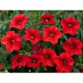 Амфора Ред семян петунии многоцветковой (Kitano Seeds)