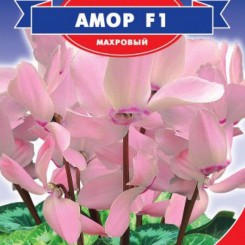 Амор F1 семена цикламена (GL Seeds)