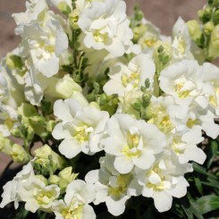 Твинные F1 белый (white) семена антиринума карликового махрового (Hem Genetics)
