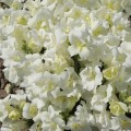 Твинные F1 белый (white) семена антиринума карликового махрового (Hem Genetics)