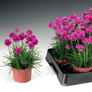 Армада розовая (pink) семена армерии (Syngenta)