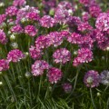 Армада розовая (pink) семена армерии (Syngenta)