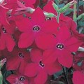 Арома Red (красный) семян табака (Kitano Seeds)