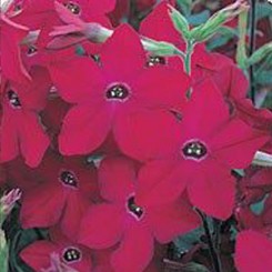 Арома Red (красный) семян табака (Kitano Seeds)