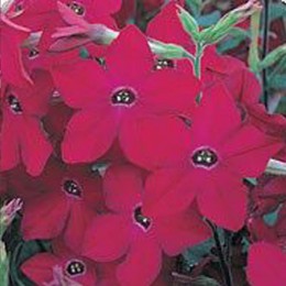 Арома Red (красный) семян табака (Kitano Seeds)