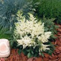 Астари (Астаре) белая (white) семена астильбы (Benary)