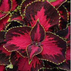 Бамбино Скарлет семена колеуса (Kitano Seeds)