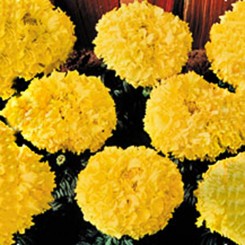 Чикаго Золотые (Chicago Gold) семена бархатцев американских (Kitano Seeds)