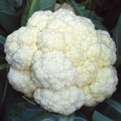 Белая красавица семена капусты цветной (GL Seeds)