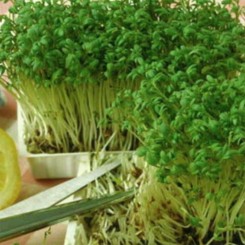Беро (1 урожай) набір для вирощування мікрозелений (Agrocity) Беро (1 урожай) набір для вирощування мікрозелений (Agrocity)