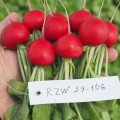 Бодиам F1 (3,00-3,25) семена редиса (Rijk Zwaan)