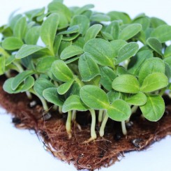 Бораго (огіркова трава) насіння мікрозелене (Agrocity) Бораго (огіркова трава) насіння мікрозелене (Agrocity)
