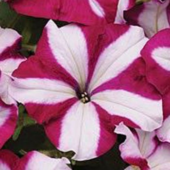 Бриз Бургунди Стар семена петунии ампельной (Kitano Seeds)