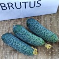 Брутус F1 (Brutus F1, ZKI 1506 F1) семена огурца партенокарпического (Innova Seeds)