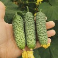 Брутус F1 (Brutus F1, ZKI 1506 F1) семена огурца партенокарпического (Innova Seeds)
