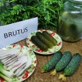 Брутус F1 (Brutus F1, ZKI 1506 F1) семена огурца партенокарпического (Innova Seeds)