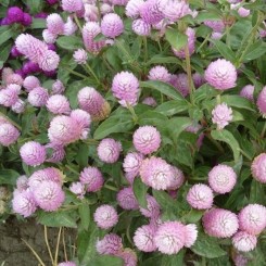 Будда розовая (pink) семена гомфрены (Benary)