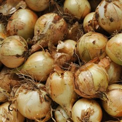 Булат семян лука репчатого озимого (Lucky Seed)