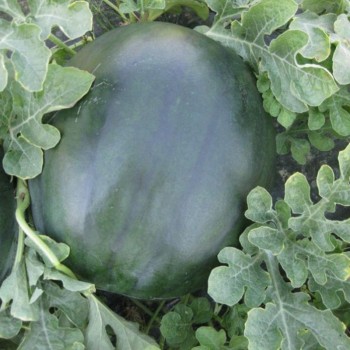 CRX 10041 F1 семена арбуза раннего (Cora Seeds)