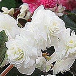 Делюкс White (белая) семена бегонии махровой вечноцветущей (Kitano Seeds)