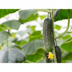 Дядя Федір F1 насіння огірка бджолозапилюваного (GL Seeds)