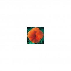 Династия Orange (оранжевая) семян фиалки (Kitano Seeds)