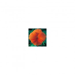 Династия Orange (оранжевая) семян фиалки (Kitano Seeds)