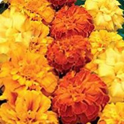 Долорес Formula mix (смесь) семян бархатцев триплоидных (Kitano Seeds)